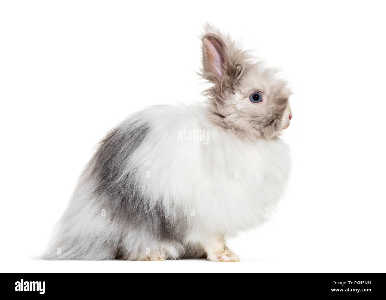 Lapin angora, assis à l'arrière-plan blanc Banque D'Images