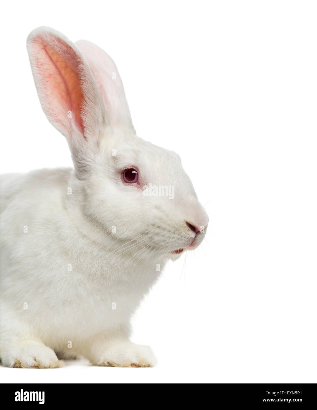 Close-up lapin blanc (7 mois) Banque D'Images