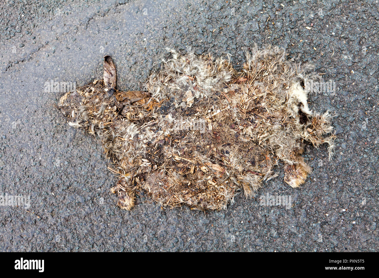 Lapin mort conduit sur une rue, Nordrhein-Westfalen, Germany, Europe Banque D'Images