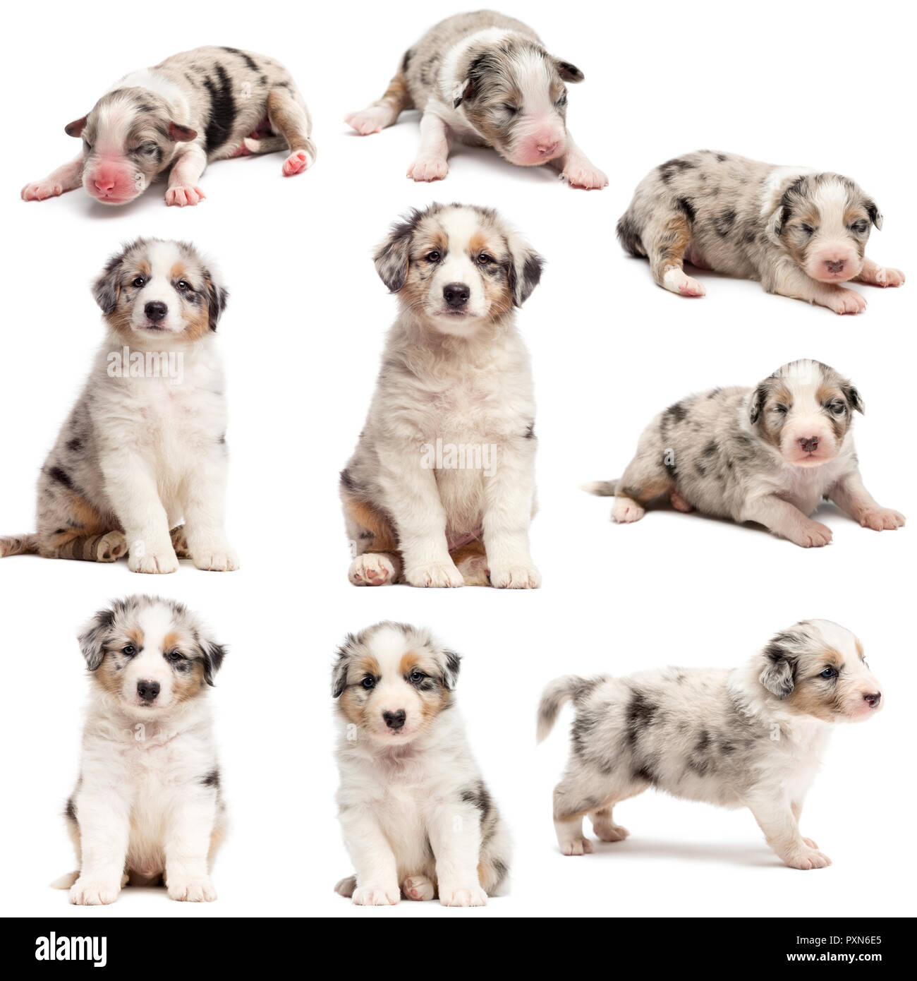 Evolution D Un Chiot Berger Australien 1 Jours A 2 Mois Contre Fond Blanc Photo Stock Alamy