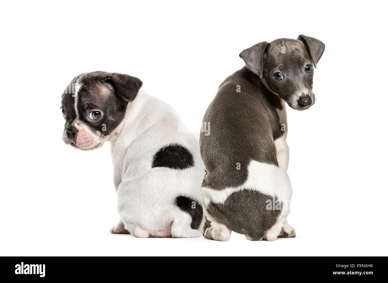 Boston terrier, chiot lévrier italien, in front of white background Banque D'Images