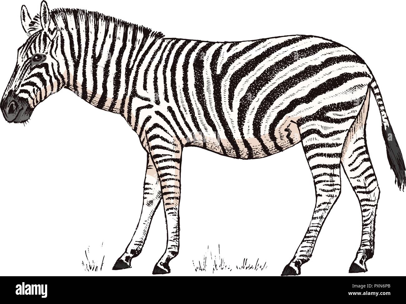African Zebra animal sauvage sur fond blanc noir à rayures. cheval blanc. Gravé à la main vintage croquis monochromes. Vector illustration de l'étiquette. safari symbole. Illustration de Vecteur