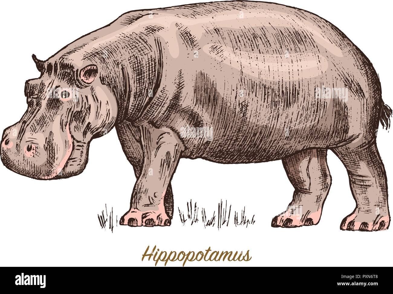 Icône De Croquis Hippopotame Hippo Vecteur Animal Sauvage Vecteurs
