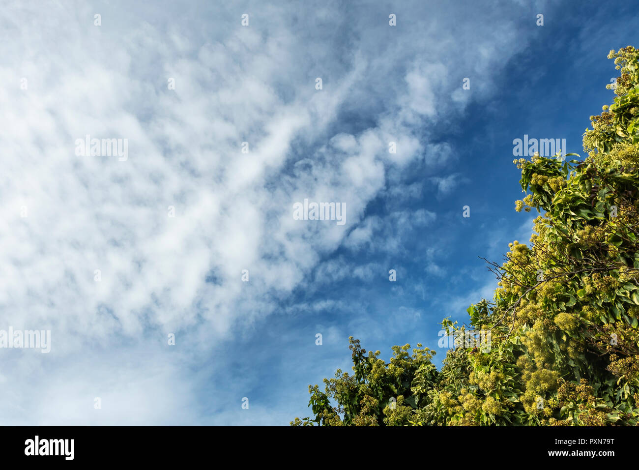 Ciel bleu avec des nuages et arbres Banque D'Images