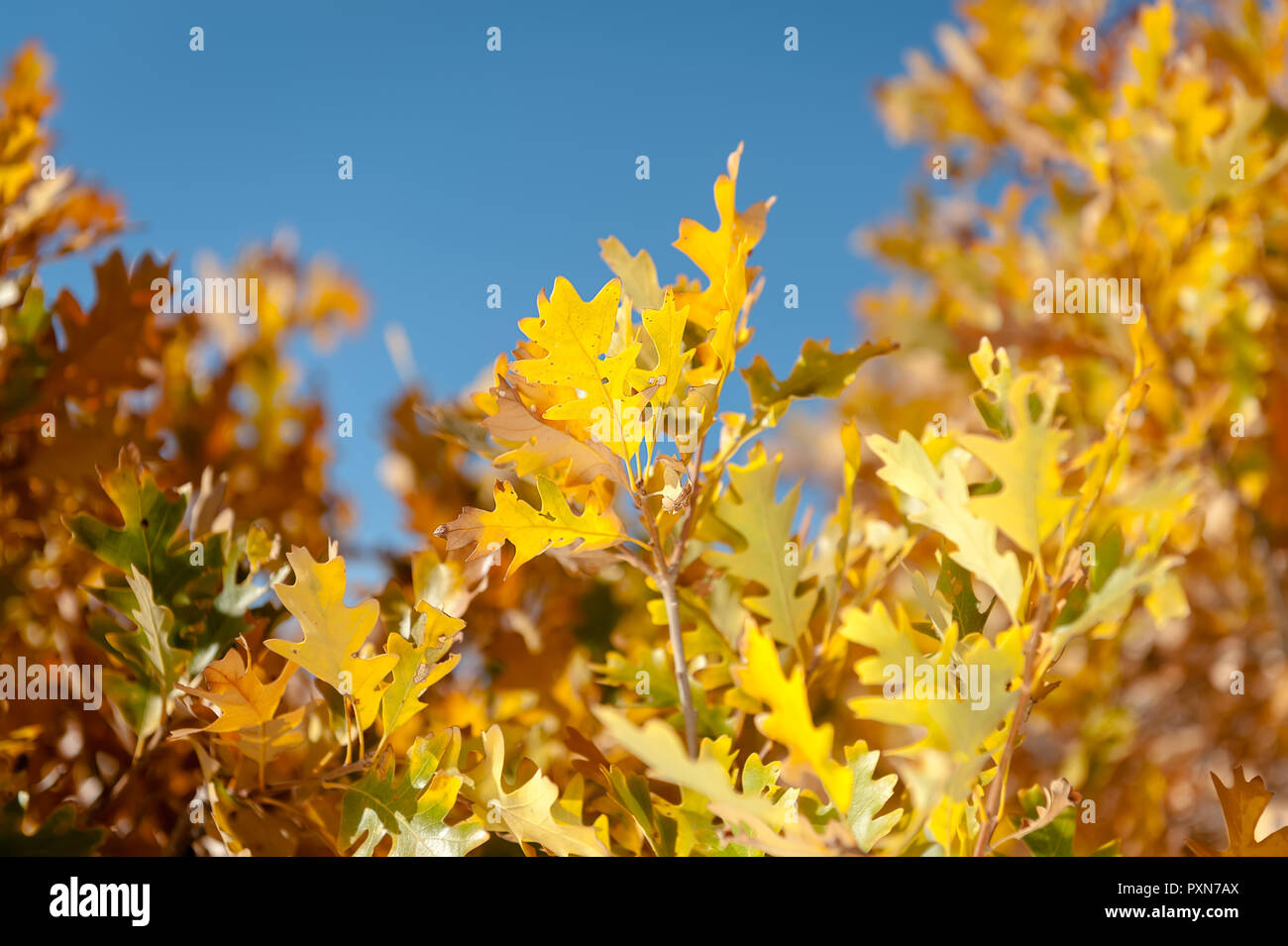 Les feuilles d'automne jaune sur fond de ciel bleu. Banque D'Images