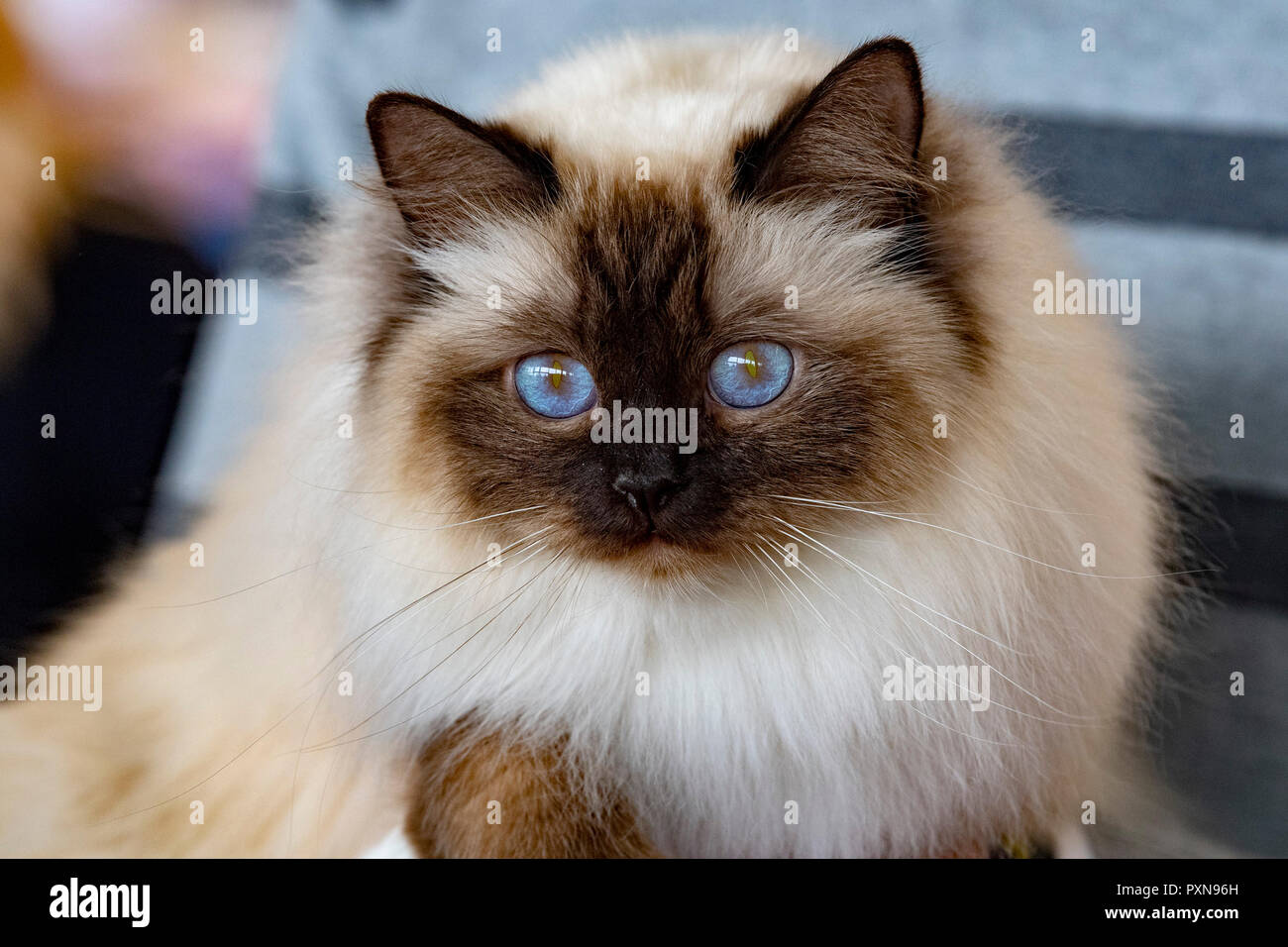 Chat Sacre De Birmanie Birman En Vous Regardant Portrait Photo Stock Alamy