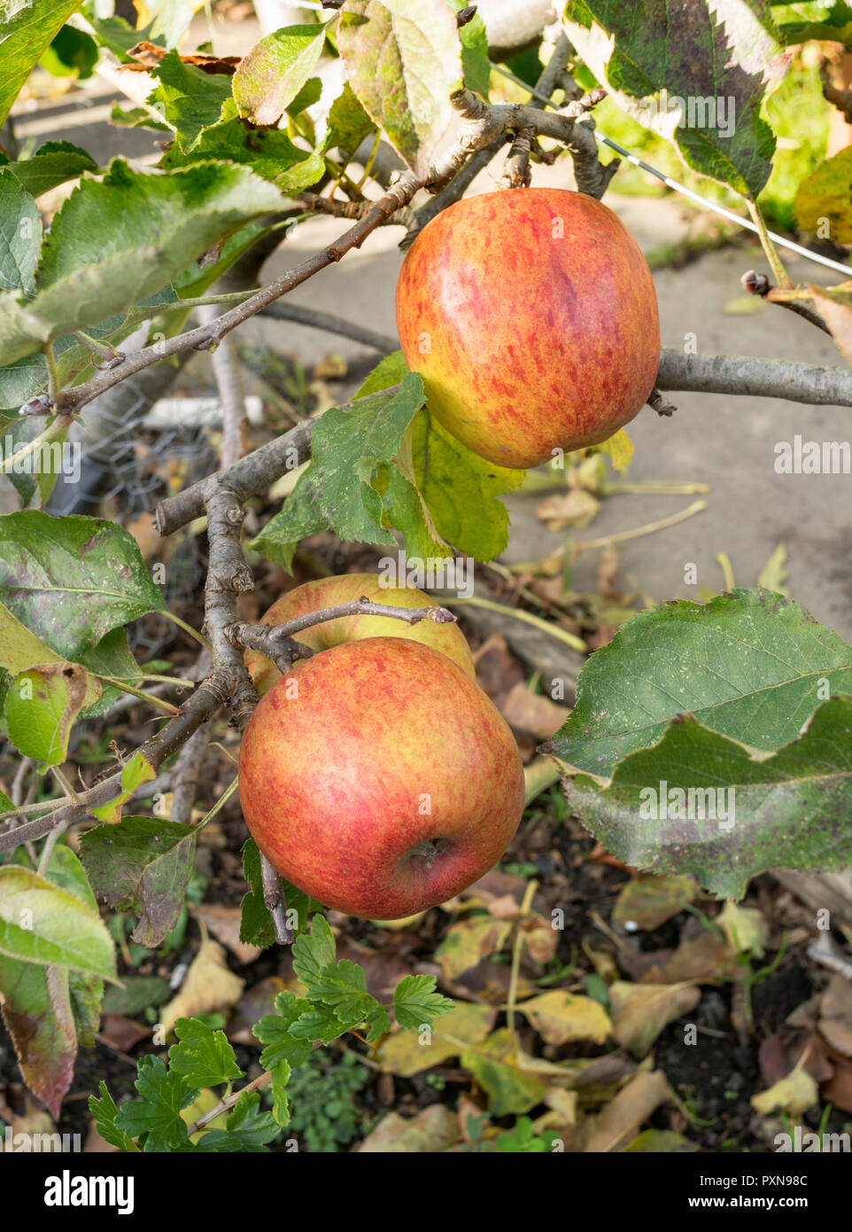 Malus domestica James Grieve apples growing comme un cordon prise sur un allotissement jardin, Angleterre du Nord-Est, Royaume-Uni Banque D'Images