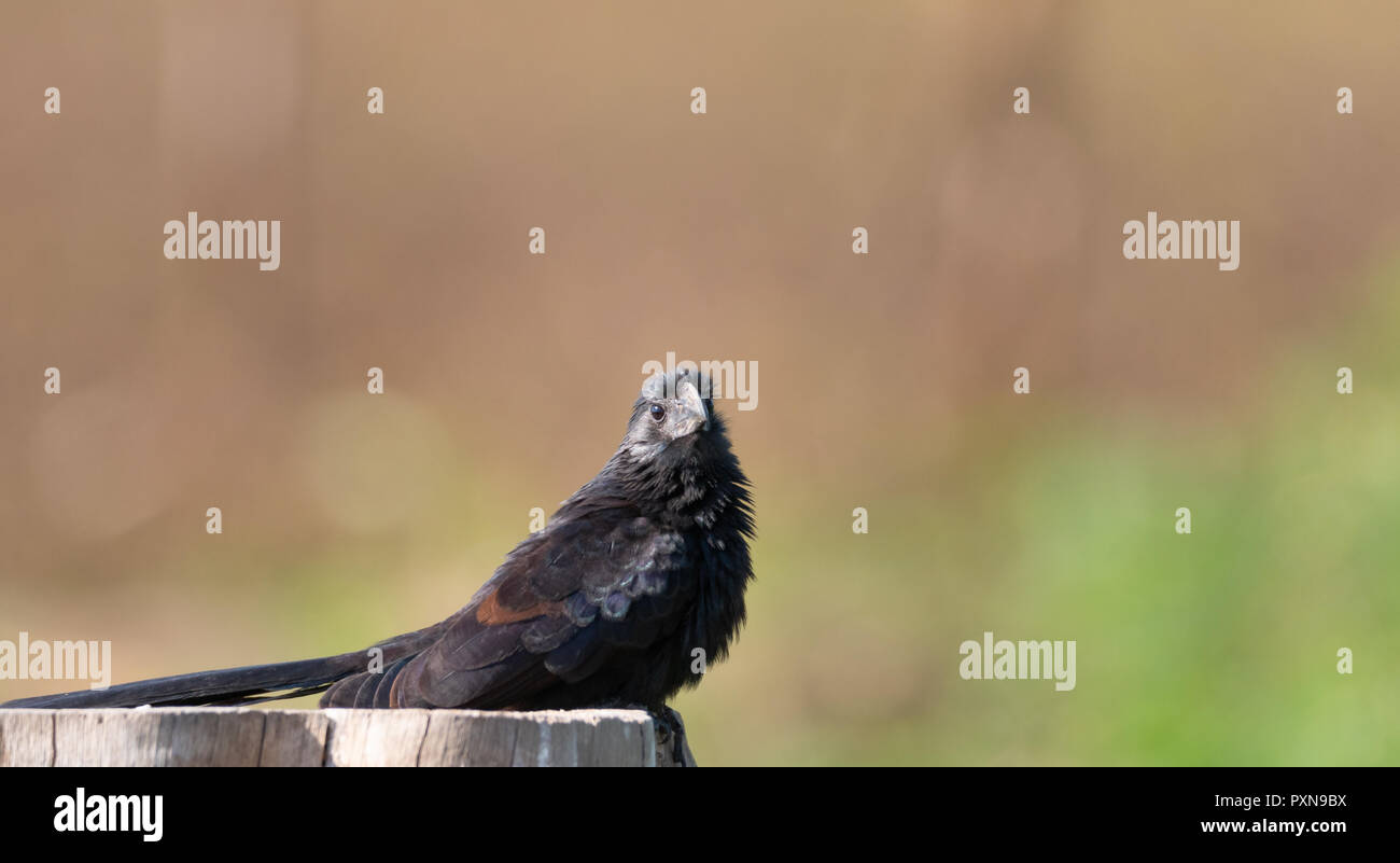 Ani oiseau posé sur une souche d'arbre à la recherche de l'appareil photo Banque D'Images