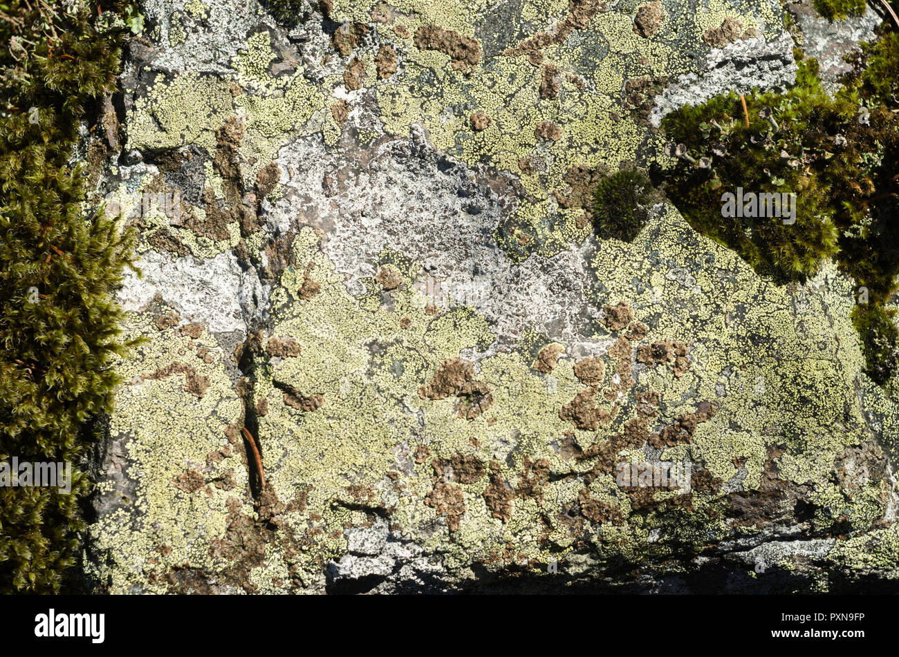 Colonies de lichens et mousses sur les roches de surface. Banque D'Images