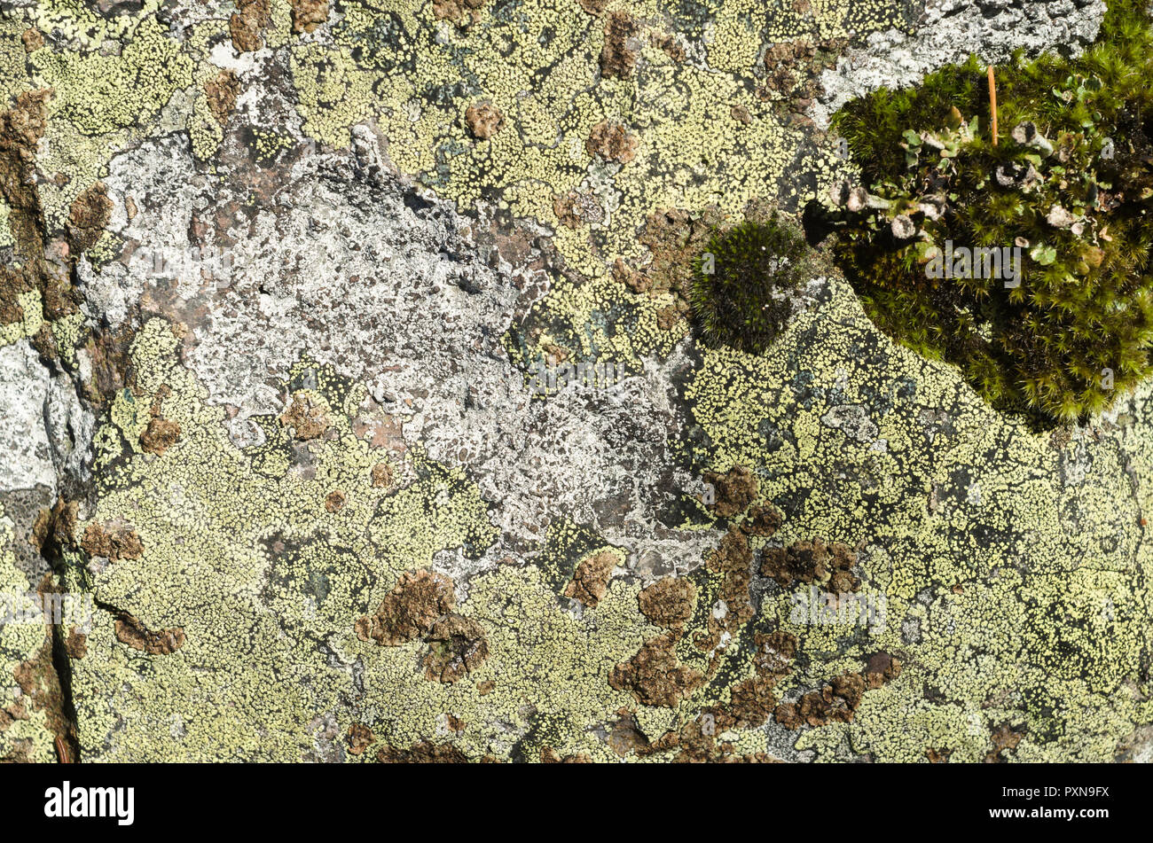 Colonies de lichens et mousses sur les roches de surface. Banque D'Images