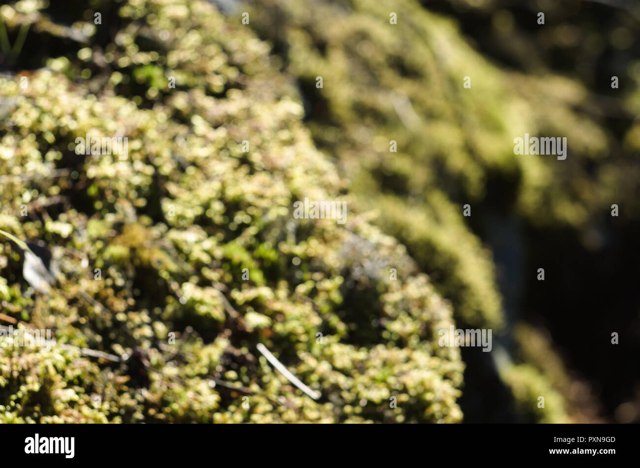 Petites touffes de mousse et de lichen sur les roches. Banque D'Images