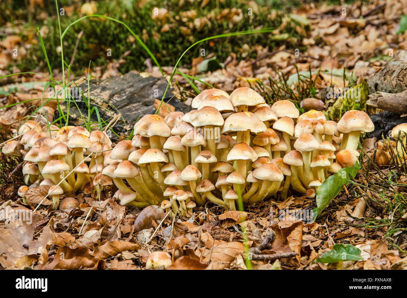 Grand groupe de petits champignons brun clair poussant sur sol couvert de brown feuilles tombées dans un jardin en automne Banque D'Images