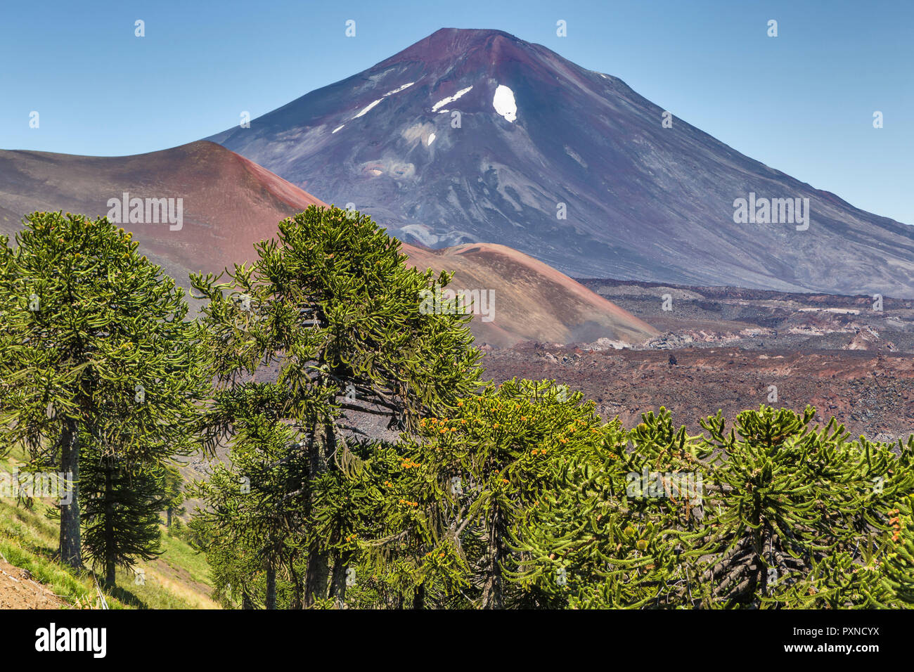 Volcan Lonquimay, Réserve nationale du Malalcahuello-Nalcas, région d'Araucania, Chili Banque D'Images