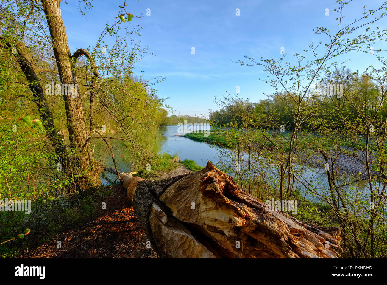 Des marques de morsures de castor on tree Banque D'Images