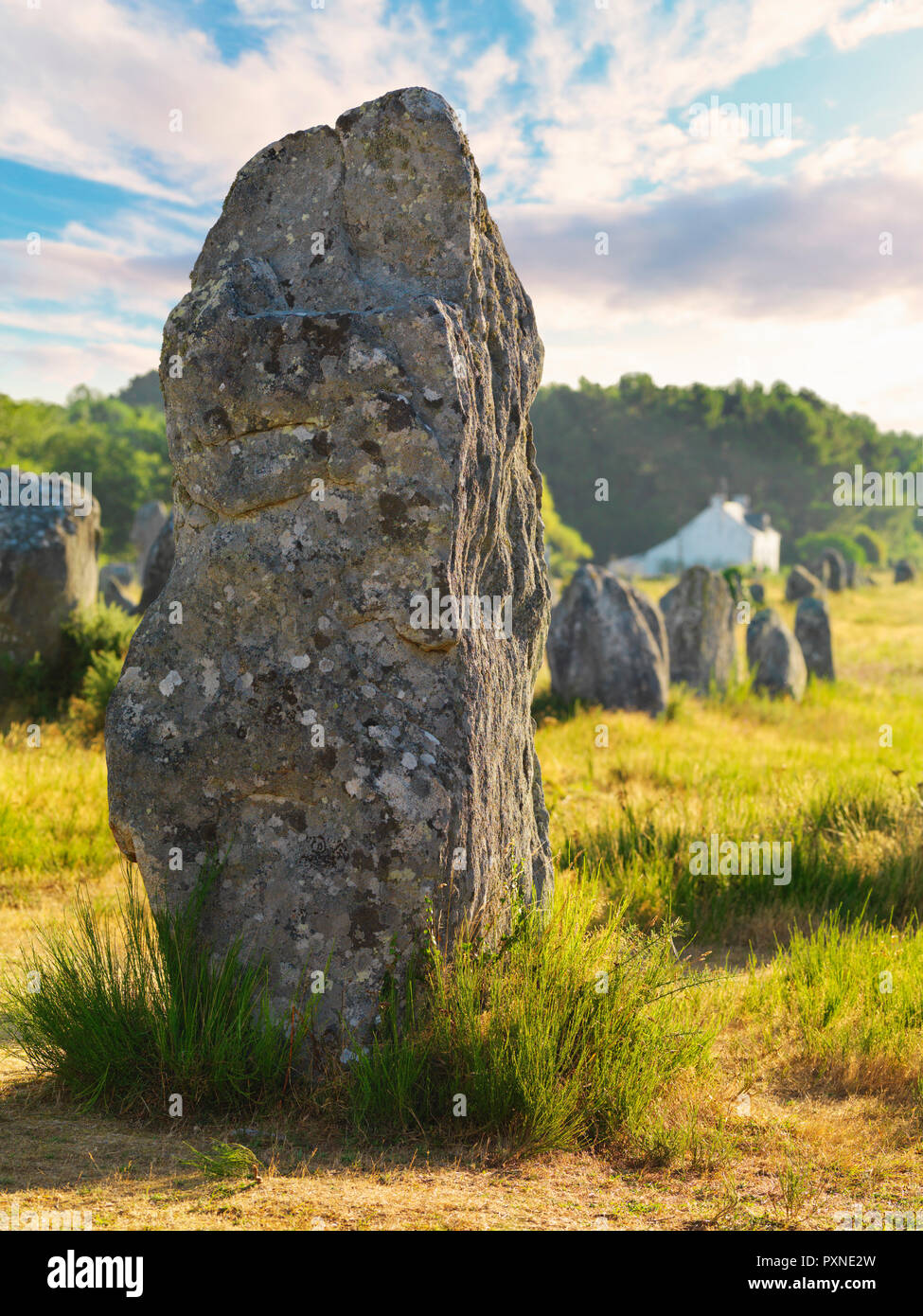 France, Bretagne, Morbihan, Carnac, les alignements de menhirs mégalithiques Menec Banque D'Images