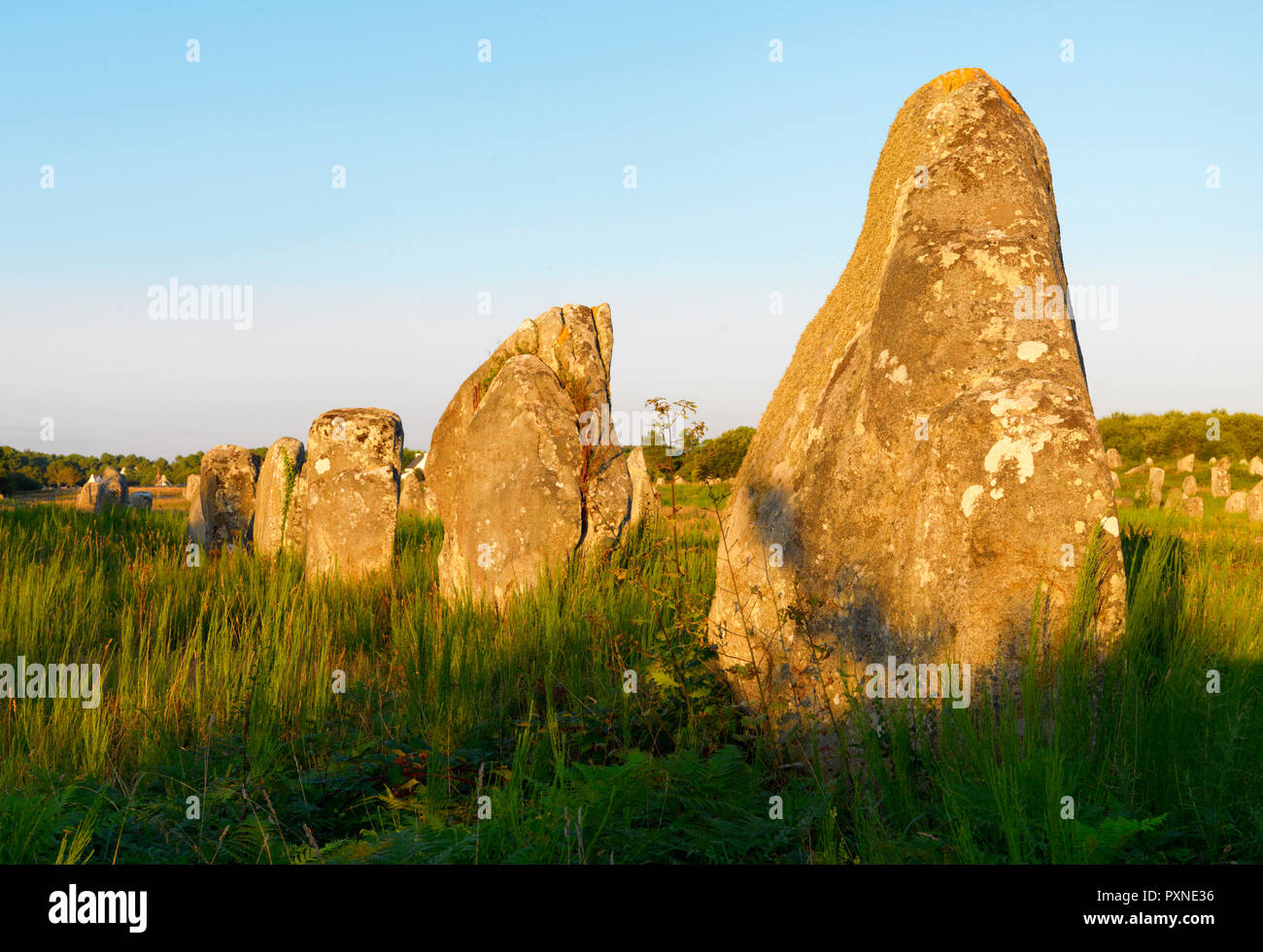 France, Bretagne, Morbihan, Carnac, les alignements de menhirs mégalithiques Menec Banque D'Images