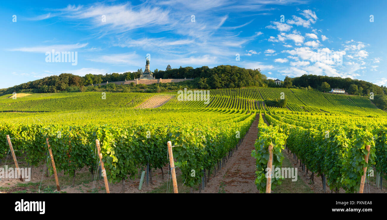 Vignobles et monument Niederwalddenkmal, Rudesheim, Rhénanie-Palatinat, Allemagne Banque D'Images