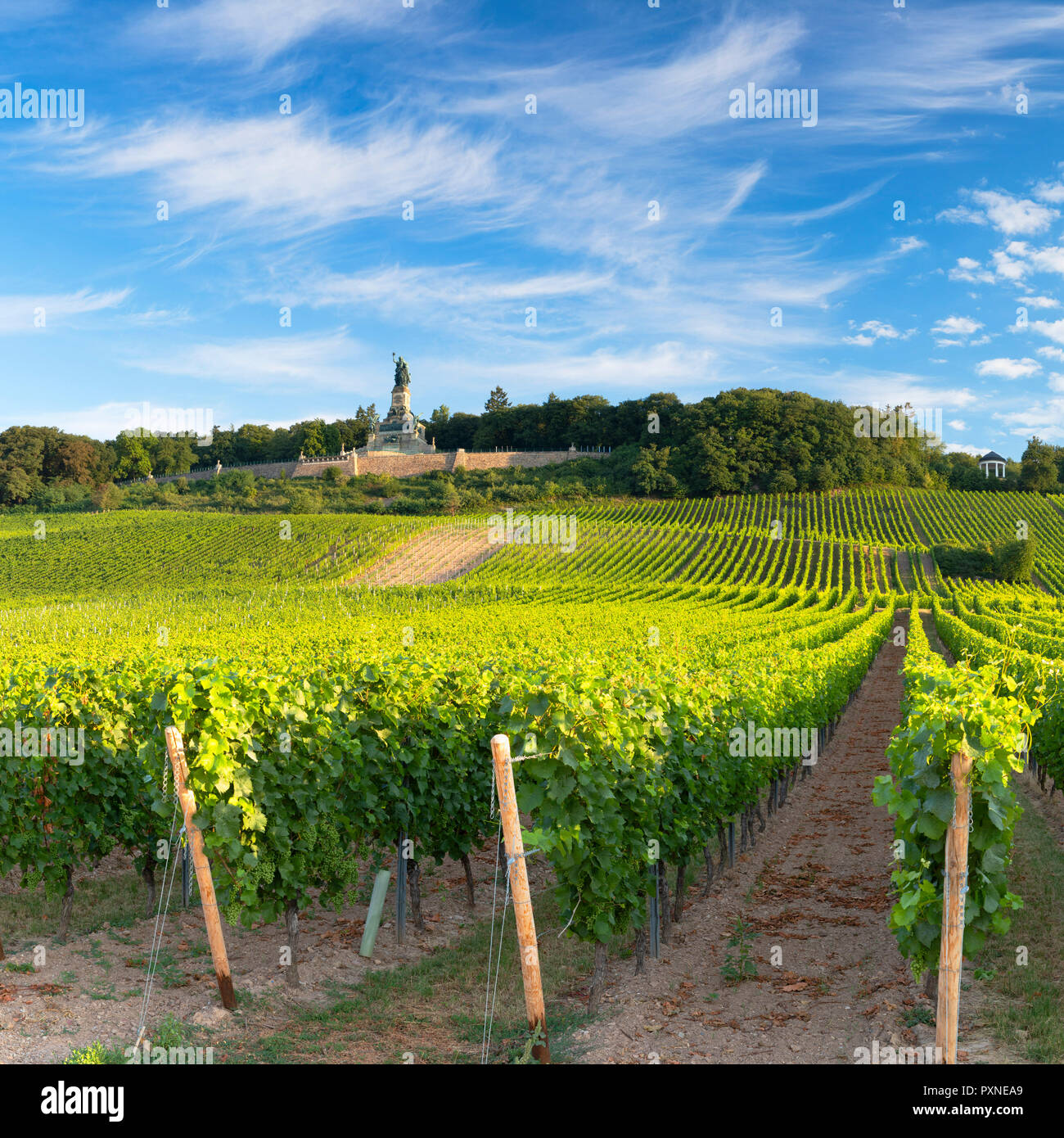 Vignobles et monument Niederwalddenkmal, Rudesheim, Rhénanie-Palatinat, Allemagne Banque D'Images