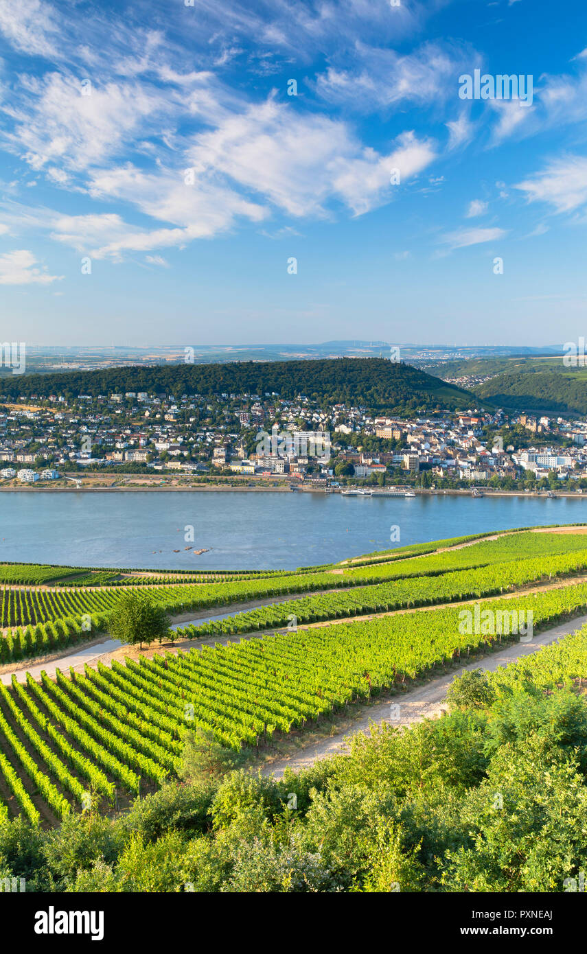 Vignobles et Rhin, Rudesheim, Rhénanie-Palatinat, Allemagne Banque D'Images