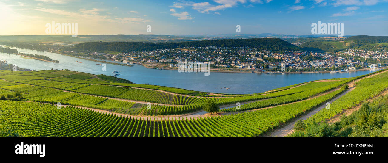 Avis de Bingen, vignes et Rhin, Rudesheim, Rhénanie-Palatinat, Allemagne Banque D'Images