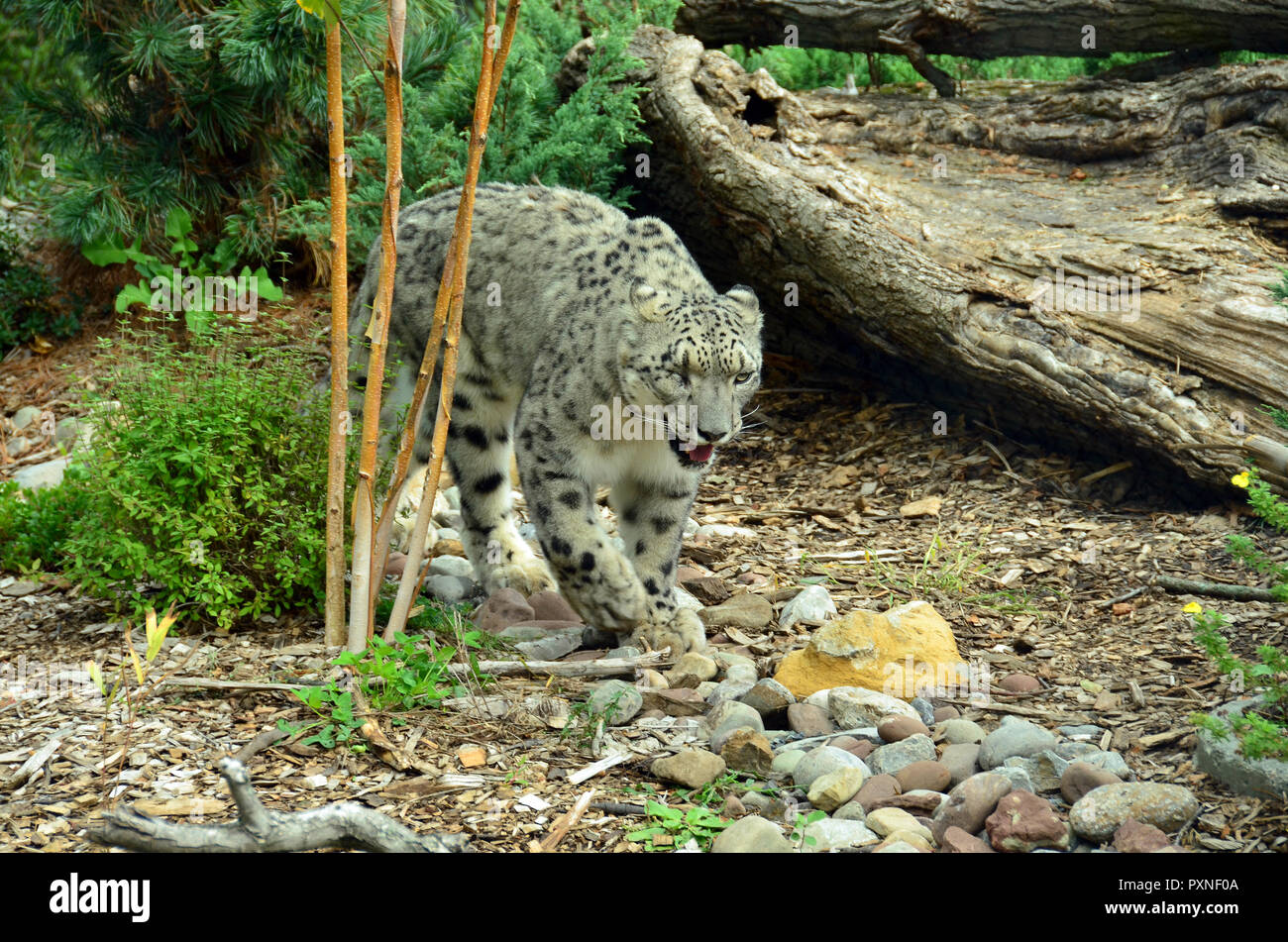 Snow Leopard dans zoo. Banque D'Images