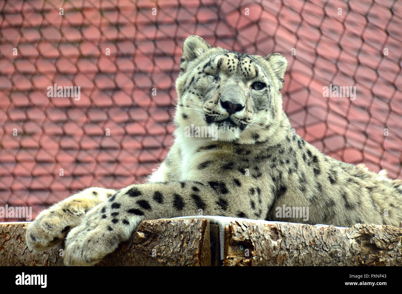 Snow Leopard dans zoo. Banque D'Images