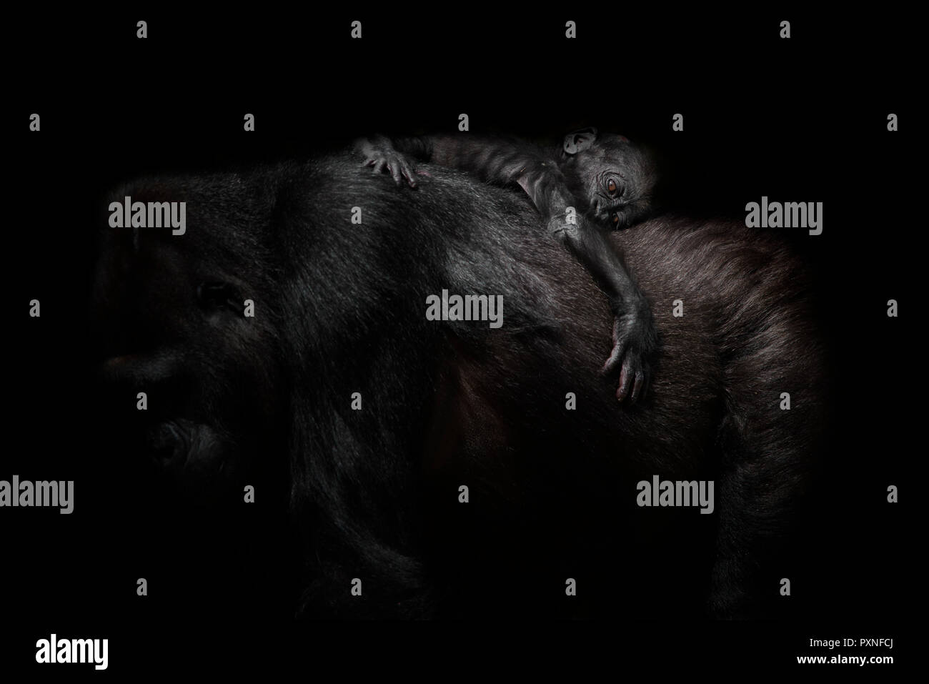 Gorilla baby lying on mother's back in front of black background Banque D'Images