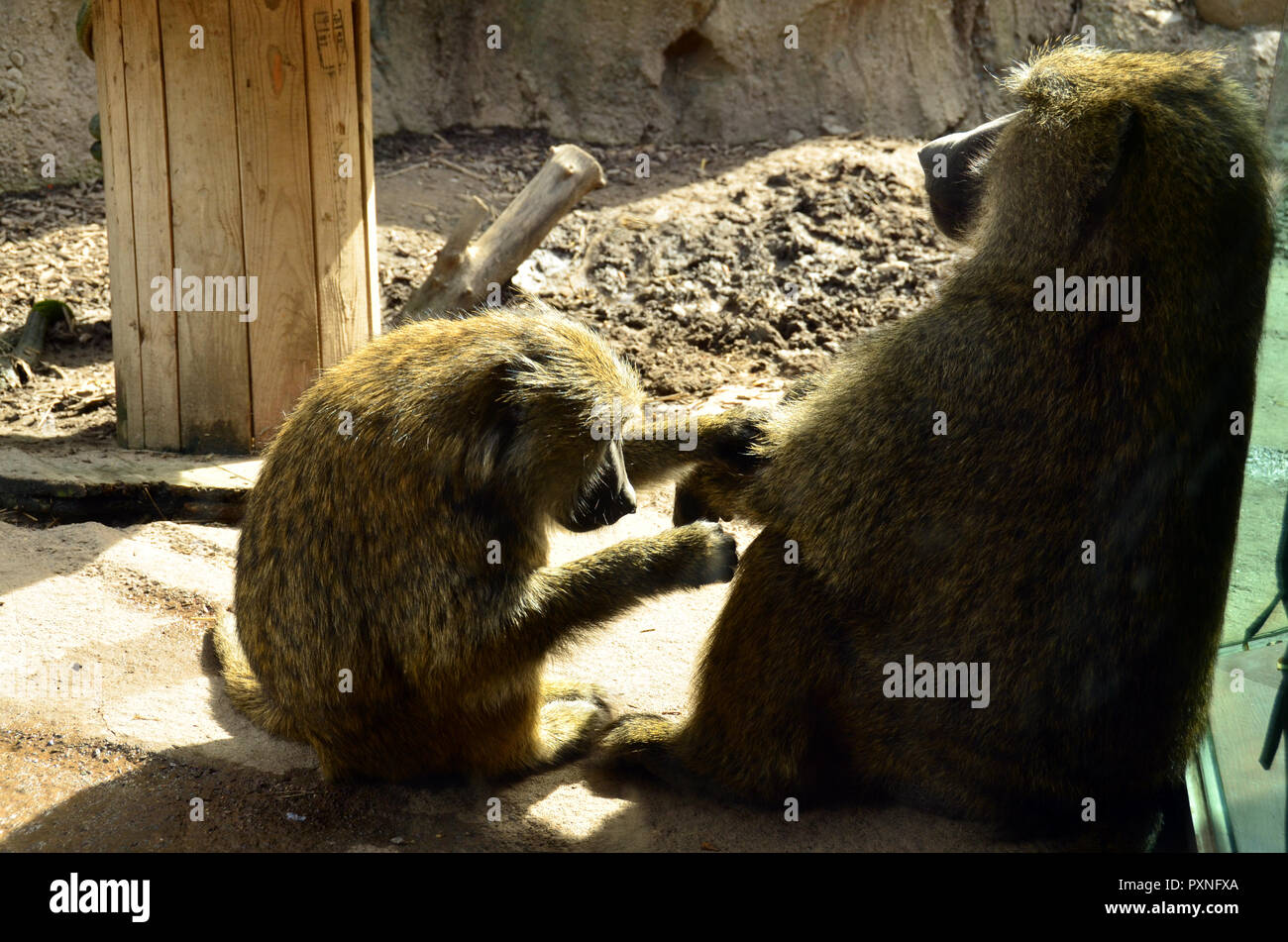 Les babouins, toilettage en captivité dans le zoo. Banque D'Images