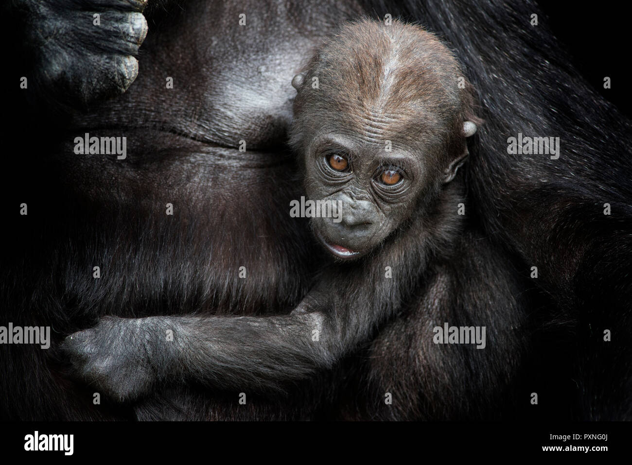 Portrait de bébé gorille dans le bras en face de fond noir Banque D'Images