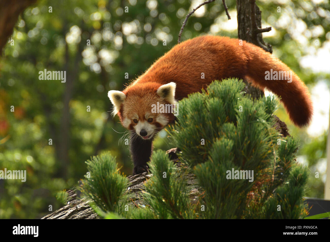 Le panda rouge, le Petit Panda dans zoo. Banque D'Images
