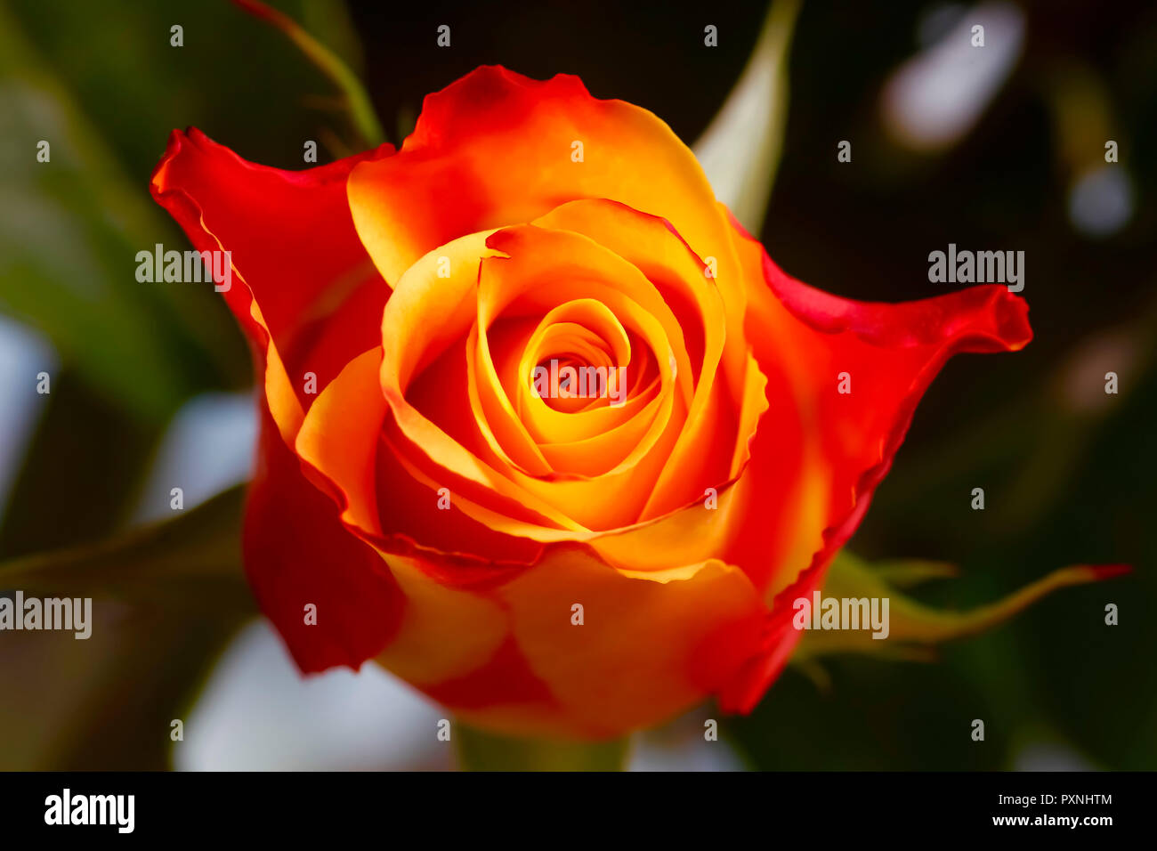 Rouge orange rose blossom, close-up Banque D'Images
