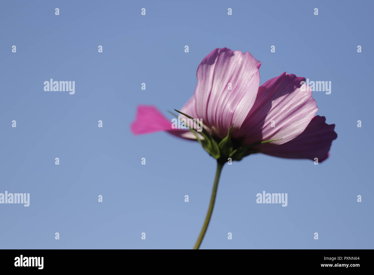 Belle Cosmea fleur dans le ciel bleu Banque D'Images