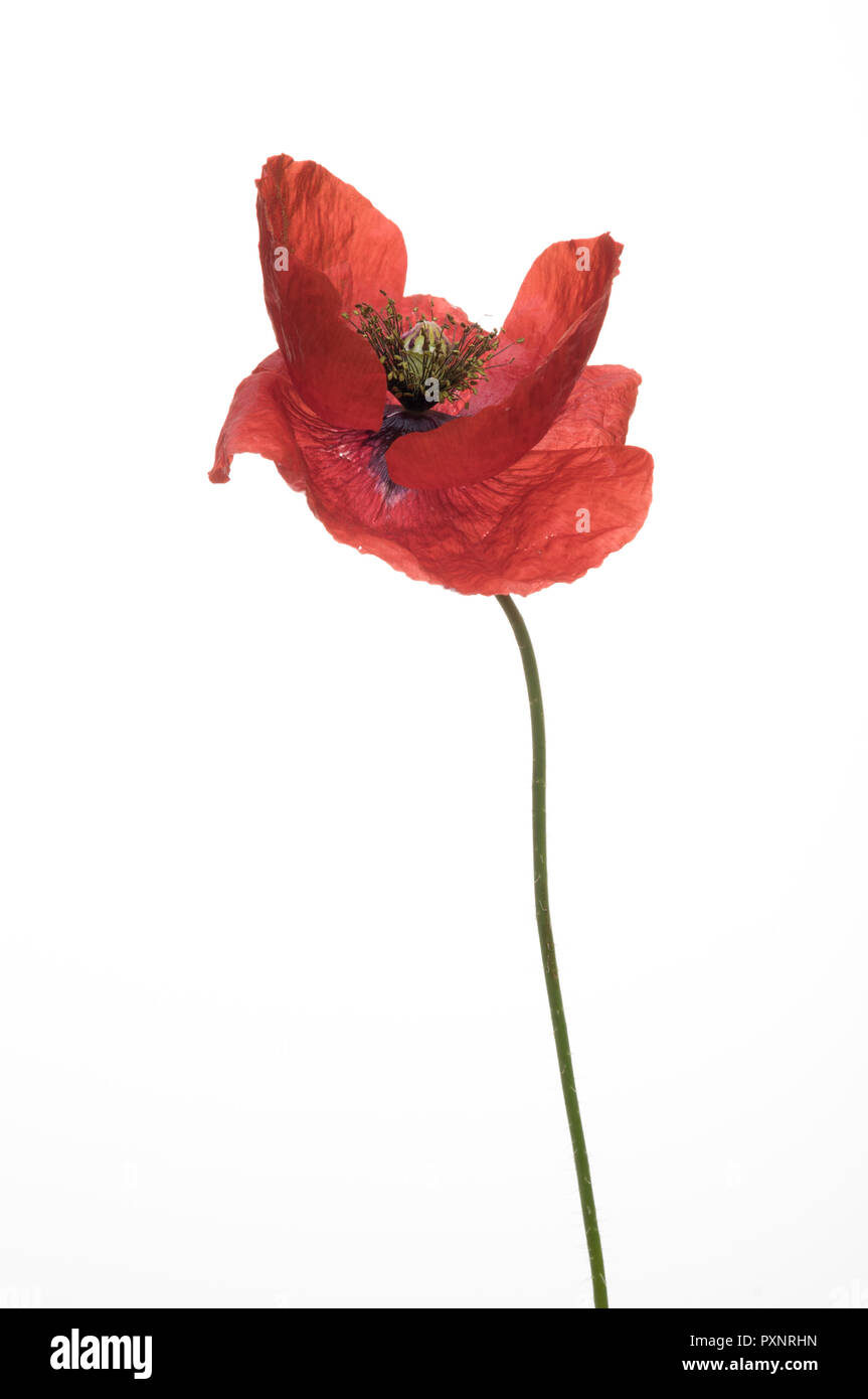 Trois coquelicots rouge isolé sur fond blanc. Banque D'Images