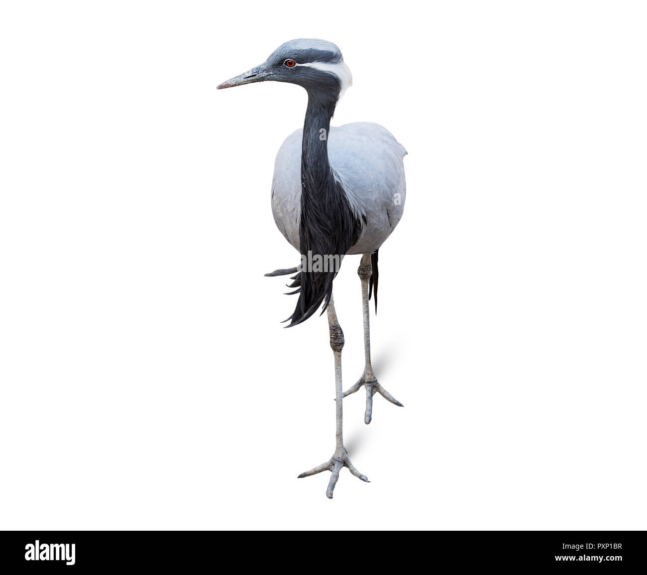 Heron isolé sur fond blanc, d'un grand échassier qui mangent du poisson avec de longues pattes, un long cou en forme de S, et un long projet de loi Banque D'Images