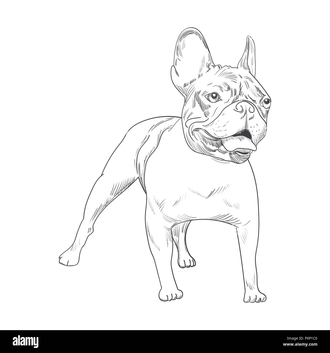 Coloriage Chien Bouledogue Francais