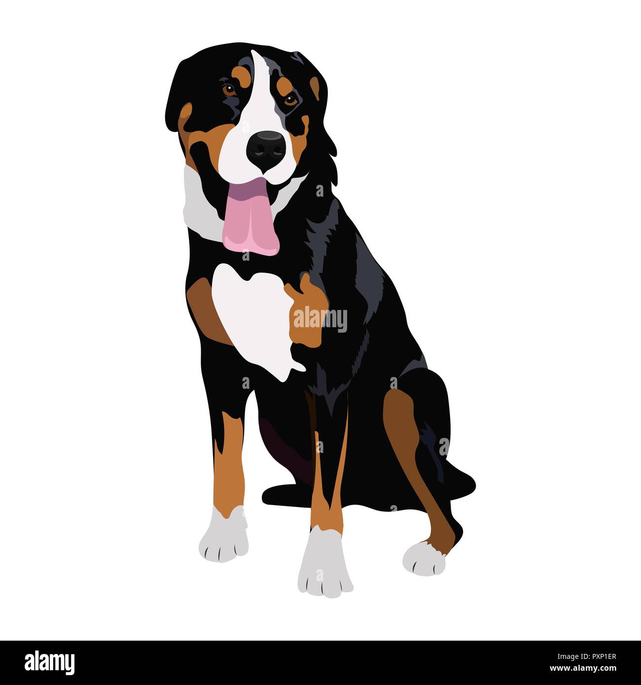 Swiss Mountain dog sitting isolé sur fond blanc. Tricolore noir pure race chien haletant. Belle race Suisse pour votre conception. Illustration de Vecteur