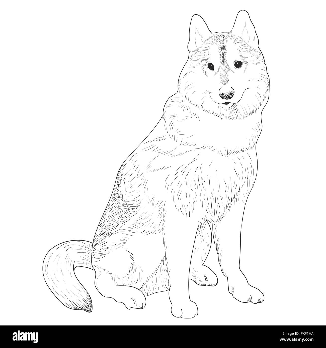 Croquis à main Husky. Chien de race pure assis isolé sur fond blanc. Illustration de Vecteur