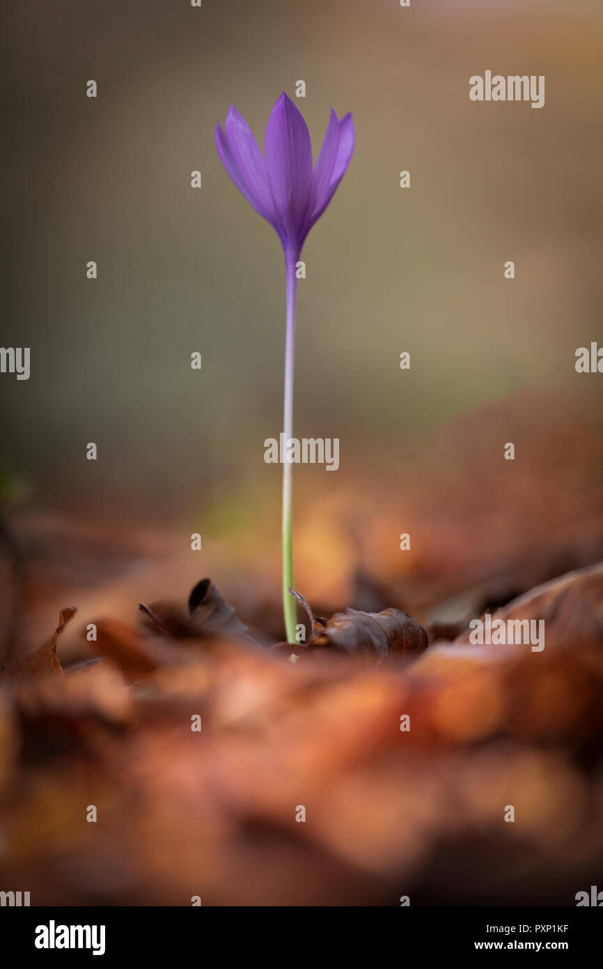 Fleur pourpre entre les feuilles tombées en automne Banque D'Images