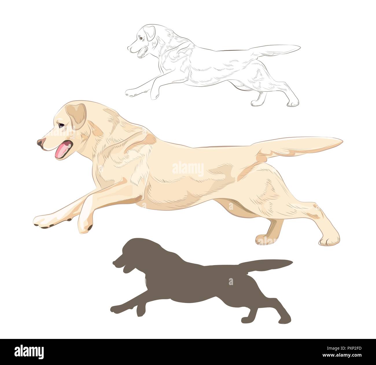 Chien Labrador exécutant isolé sur fond blanc. Main canine race Active croquis et silhouette. Illustration de Vecteur