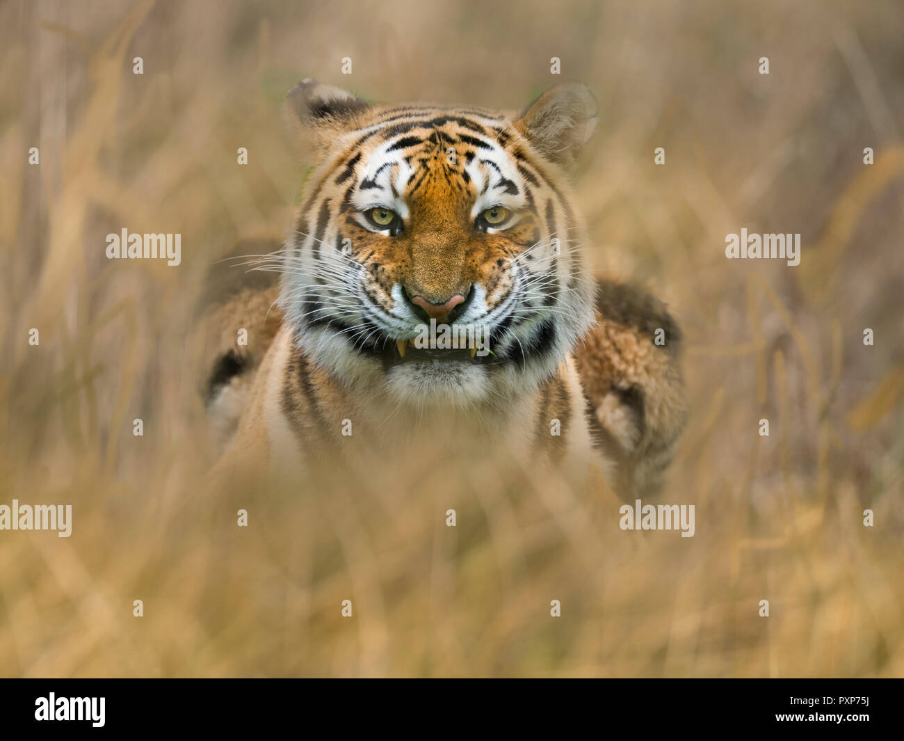 Tigre sibérien Panthera tigris tigris ou arracheur de tigre d'Amour Banque D'Images