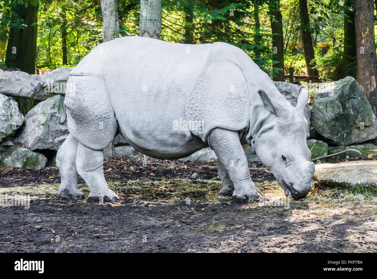 Rhinocéros indien belle closeup portrait d'animaux des espèces rares Banque D'Images