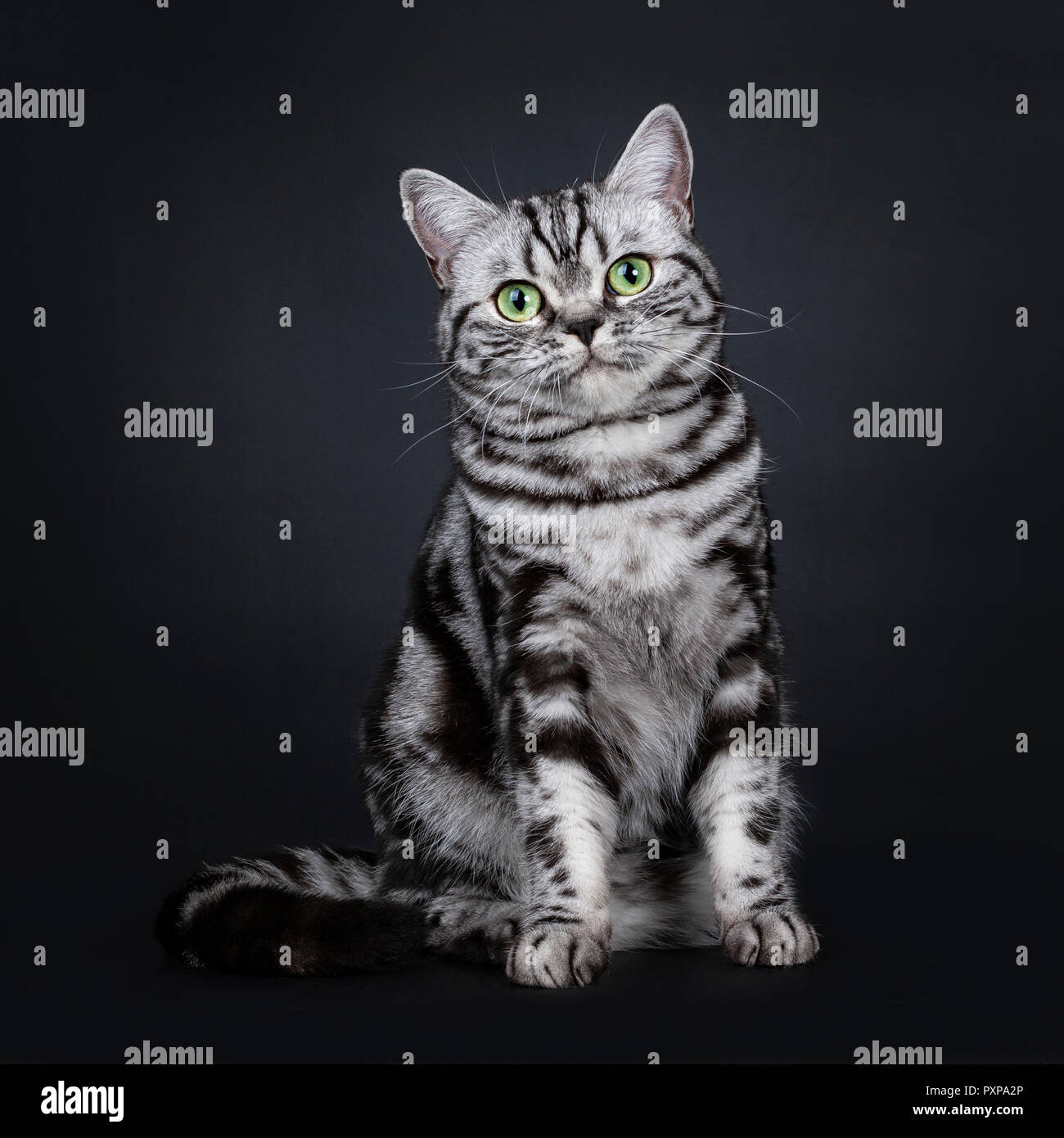 Black Silver Tabby Blotched Expressif British Shorthair Chat Assis Face A L Avant A Tout Droit A L Appareil Photo Avec Des Yeux Verts Isolated On Black Backg Photo Stock Alamy