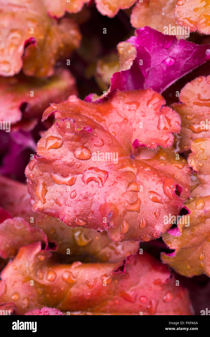 Heuchera 'Barely Boysenberry' Indian Summer Series Banque D'Images