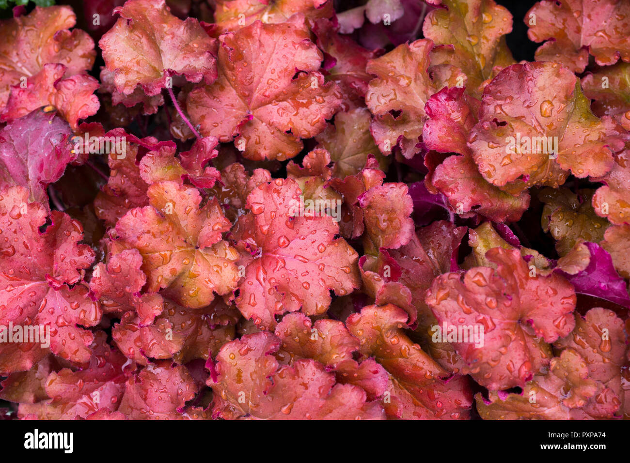 Heuchera 'Barely Boysenberry' Indian Summer Series Banque D'Images