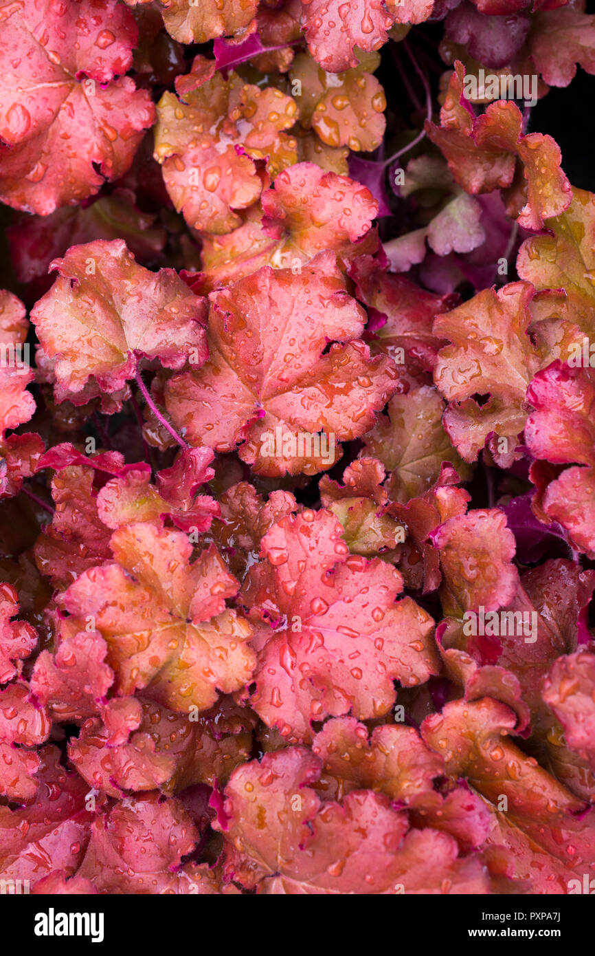 Heuchera 'Barely Boysenberry' Indian Summer Series Banque D'Images