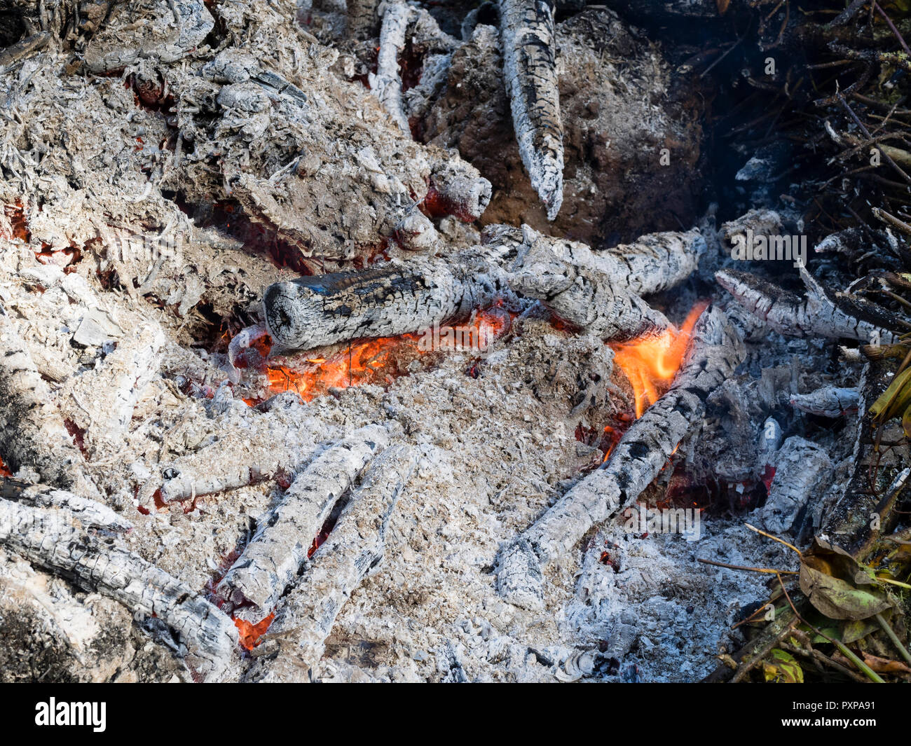 Brûler des déchets de jardin sur un feu de l'automne pour produire des cendres de bois et de l'aide contre la maladie Banque D'Images