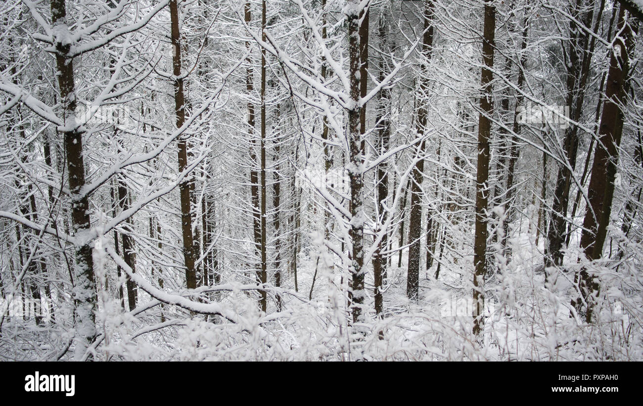 Paysage d'hiver avec la neige, couvert des arbres par la tempête de neige dans une forêt avec du vent qui souffle, branche de l'arbre gelé. neige sur neige arbre branche et texture background Banque D'Images