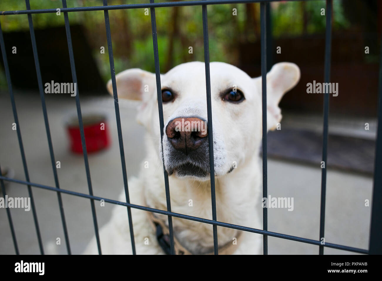 Friendly heureux à chien blanc veut lui pet Banque D'Images