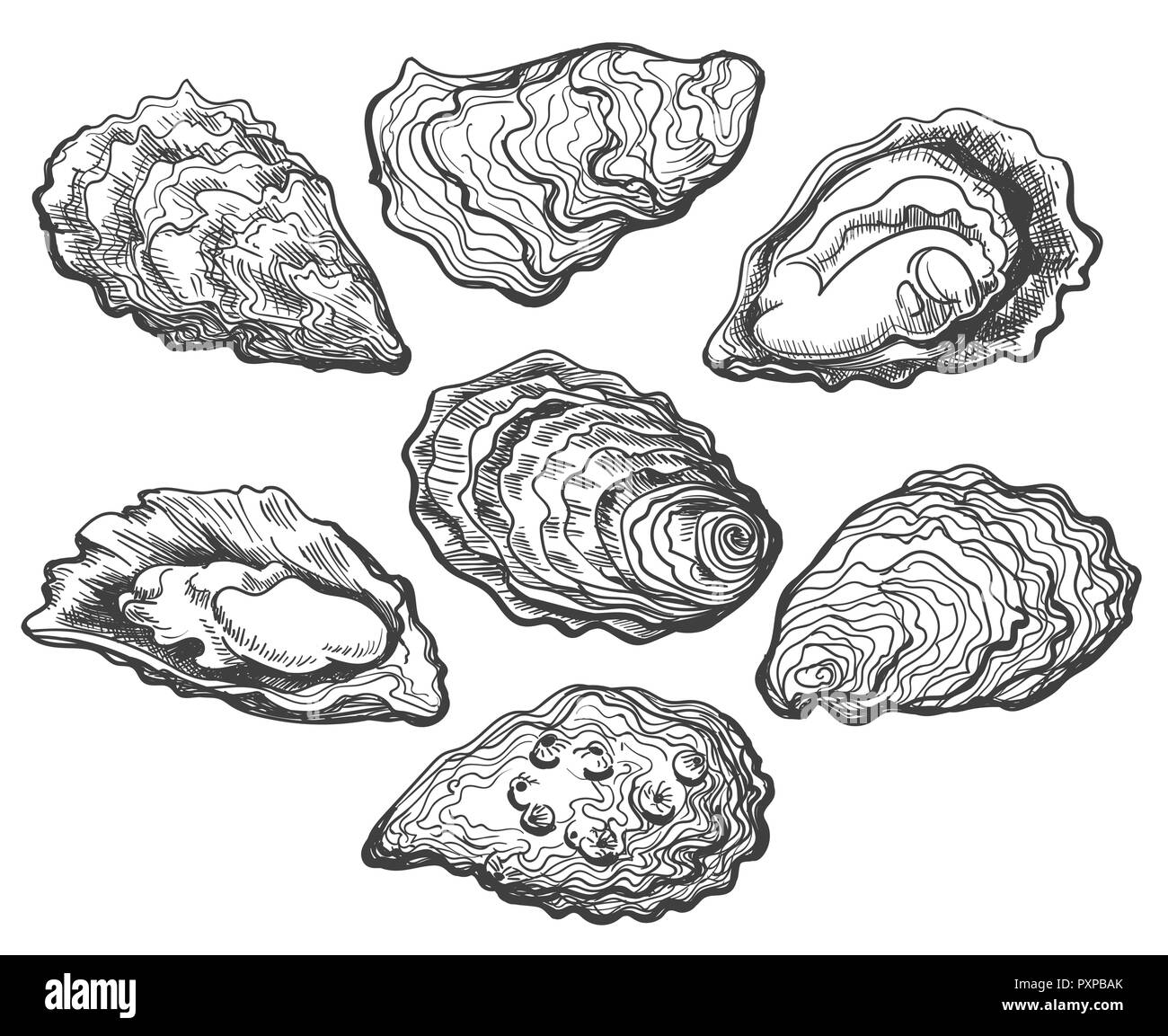 Les huîtres. Coquille d'Huître vector set, dessinés à la main des huîtres fraîches isolées sur fond blanc pour faites maison ou décoration alimentaire délicatesse Illustration de Vecteur