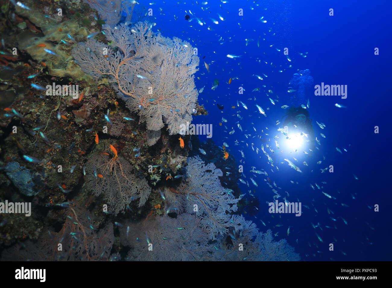 De beaux coraux et petits poissons sous l'eau dans la Grande Barrière de Corail de l'Australie Banque D'Images